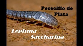 Lepisma Saccharina Pececillo de Plata [upl. by Eiznikcm394]