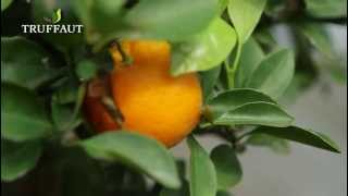 Planter un agrume le calamondin en pot  Truffaut [upl. by Akiaki98]