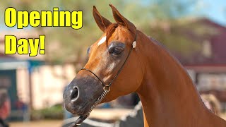 Scottsdale Arabian Horse Show Opening Day 2022 in 4K [upl. by Maitland146]