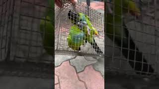 Nandy conures for sale  very rare breed and superactive pair [upl. by Helaine]