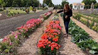 How I Grow Ranunculus  Schedule of Planting Dates 🌸🙌💚  Garden Answer [upl. by Artaed]