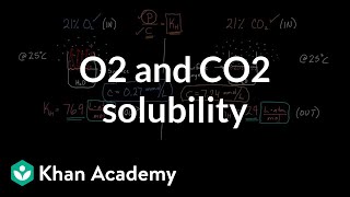 O2 and CO2 solubility  Respiratory system physiology  NCLEXRN  Khan Academy [upl. by Emanuele562]