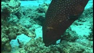 Coral grouper gesturing to a moray [upl. by Rufe]