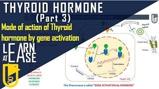 Thyroid Hormone Part 3 Mode of action of Thyroid hormone by gene activation [upl. by Behka]