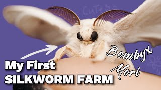 Raising a Silkworm farm Bombyx Mori  CUTEST MOTH [upl. by Aelgna]