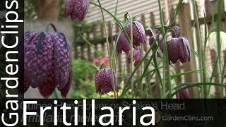 Guinea Hen Flower or Snakes Head  Fritillaria meleagris  How to grow Fritillaria [upl. by Ayaros352]