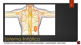 Sistema linfático Partes y funcionamiento [upl. by Nilrac757]