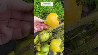 Эти сорта томатов завалят урожаем урожай огород plants tomato томаты [upl. by Maffa]