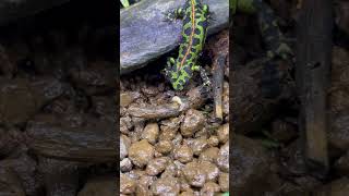 どっちが食べるんだ Triturus marmoratus  Marbled newt shorts shortsvideo shortsfeed shortsyoutube [upl. by Andrel]