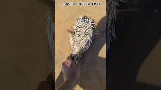 save puffer fish returned to their sea beach shorts pufferfish [upl. by Anayi925]