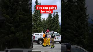 Fire dog out to the fire firedog whistlercanada [upl. by Tice]