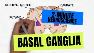 2Minute Neuroscience Basal Ganglia [upl. by Iturhs]