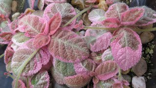 Episcia Tour 2021 and How I Grow Them [upl. by Eniowtna]