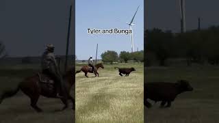 Who Had The Best Loop roping cows cowboy [upl. by Isej]