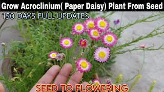 Grow AcrocliniumPaper DaisyPlant At HomeSEED TO FLOWERINGबीज से एक्रोक्लिनियम का पौधा उगाएं [upl. by Stefan]