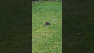 Hedgehog Erinaceus europaeus in garden Co Tyrone Northern Ireland 29112024 [upl. by Debra102]