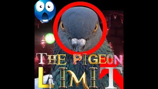 pigeon limit reborn [upl. by Esinev386]