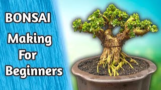 Bonsai for Beginners  Ficus Religiosa Bonsai Easily Step by Step [upl. by Tseng]