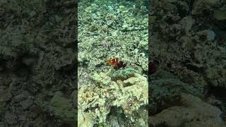 Snorkeling with Clownfish Exploring Nature’s Aquatic Gems [upl. by Ulane]