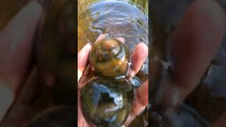 Nature after rain  Snails short video clips natureview calmplace freshnature [upl. by Stern264]