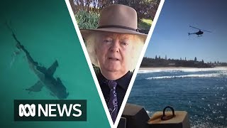 Ballina surfers stayed in water despite shark warning and the local mayor isnt happy  ABC News [upl. by Jaclyn187]