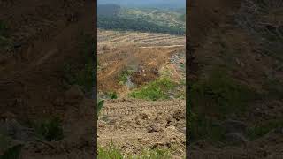 Kawasan kebun Baru Tractor lagi bikin teres bulldozer subscribe shorts [upl. by Lesslie]