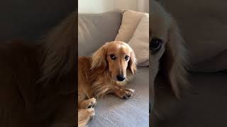 Noodle online shopping animalowner cutedoglover puppy dogowner funny goldenretrieverclub [upl. by Syd]