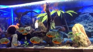 Red belly Piranha feeding [upl. by Alessandra]