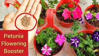 Best fertilizer for Petunia plant care of petunia plant petunia flowering booster fertilizer [upl. by Merl680]