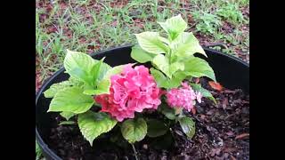 Hydrangea Leaves Turning Light Green  How to tell if your Hydrangea is in need of Nutrients [upl. by Roseann]