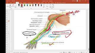 Veins amp Lymphatics of upper limb [upl. by Godwin]