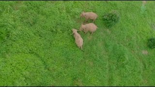 Follow 3 elephants to visit their home [upl. by Mansoor951]