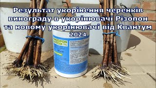 Результат укорінення черенків винограду в укорінювачі Різопон та новому укорінювачі від Квантум 2024 [upl. by Galina]