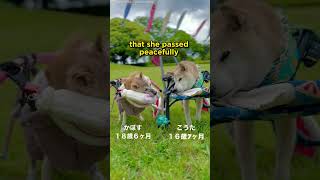 Doge Meme Shiba Inu Kabosu Passes Away at 18 dogs [upl. by Treva]