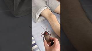 Cockroach को पेंट मे डाला 😂mini wood toy woodworking art skills wood  handcrafts  shorts [upl. by Odie736]