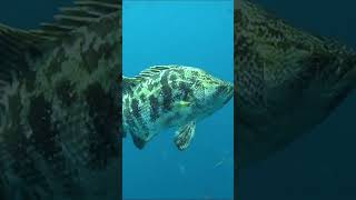 THE FLORIDA TRIPLETAIL  UPCLOSE UNDERWATER FOOTAGE [upl. by Atirac238]