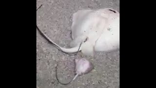 Stingray Gives Birth on Beach [upl. by Ylrebmyk]