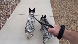 Maisy And Mollys First Walk With Their Favorite Dog Sitter [upl. by Goodspeed]