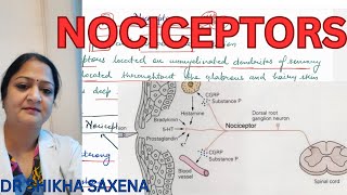 Nociceptors Types impulse transmission [upl. by Nevin]