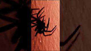 quotBLACK WIDOW Latrodectus is a genus of SPIDERS with several species TRUE WIDOWSquot 2 spider [upl. by Conlen161]