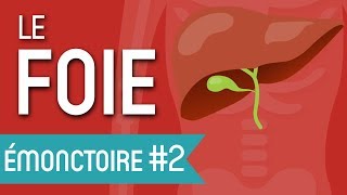 En quoi votre foie estil si extraordinaire   Les Émonctoires en Naturopathie [upl. by Hayikaz]