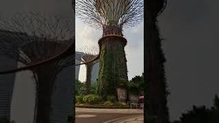 Garden by the bay Singapore [upl. by Oralia]