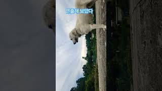 강아지 라이프 music dance 80smusic song remix 고양이 길고양이 철우 cat 구례 cute puppy cat animals [upl. by Aphrodite725]