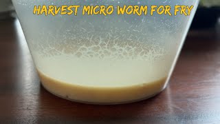 How to Harvest Microworm Feed Guppy Fry [upl. by Phio]