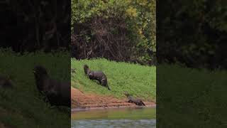 Giant Otters  Onçafari Pantanal Brazil [upl. by Ayek245]