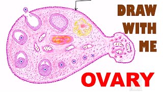 OVARY HISTOLOGY  Illustration  Draw with me [upl. by Ozan71]