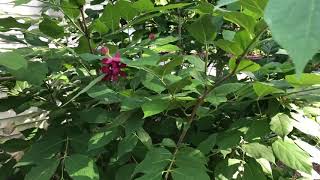 Calycanthus Aphrodite  gardencrossingscom [upl. by Galvin]