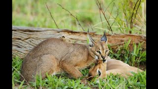 caracalcat vs deerwildcat hunt a deerwildcat attacks [upl. by Davy]