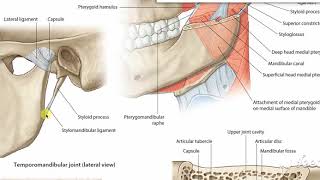 Temporomandibular joint 4 [upl. by Sanderson]