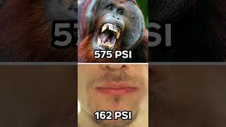 How Strong Are Orangutans Compared To Humans orangutan apes wildlife [upl. by Merv653]